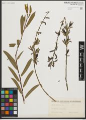 Foto von Salix purpurea L.